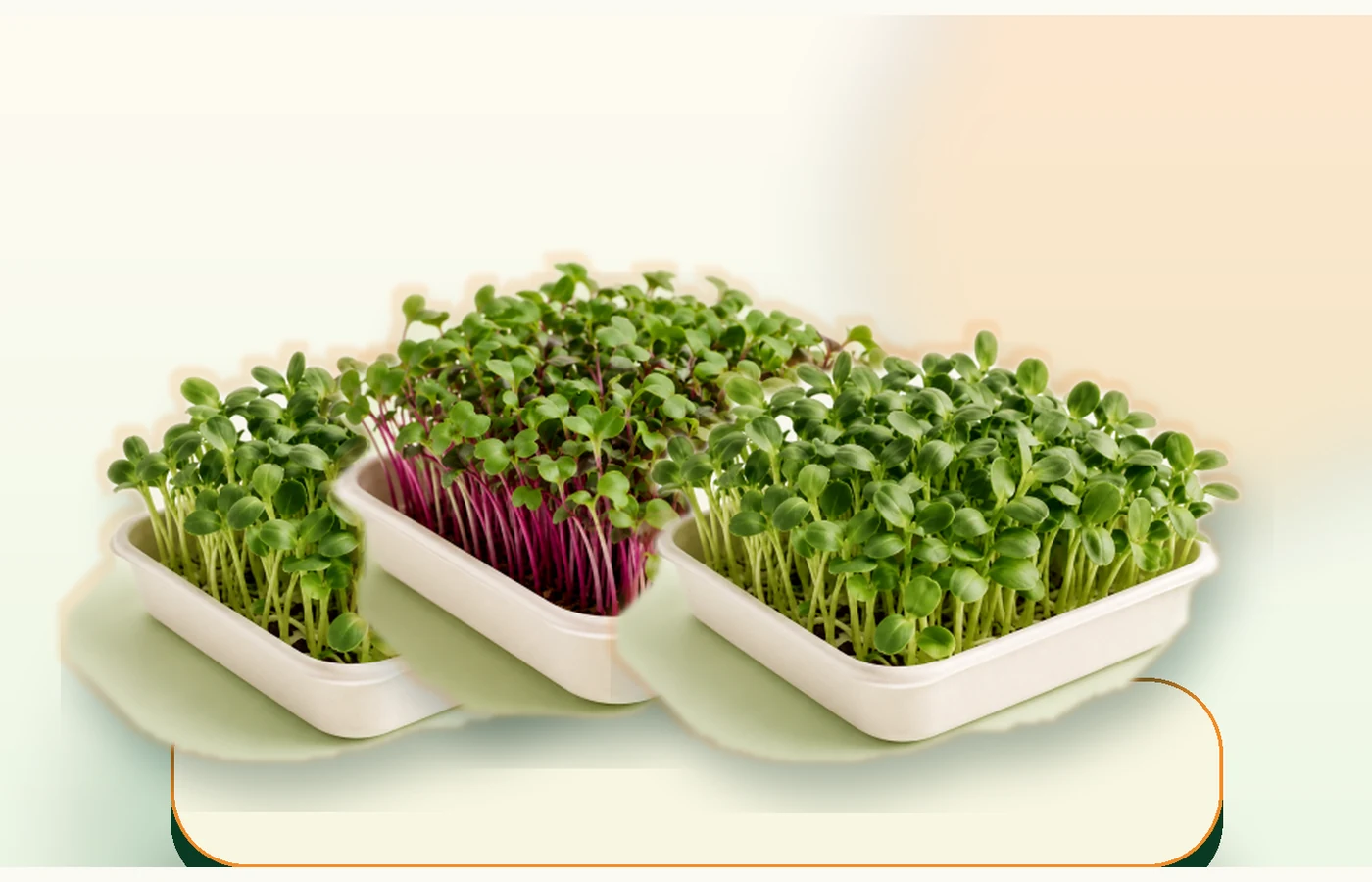 Fresh microgreens growing in a tray